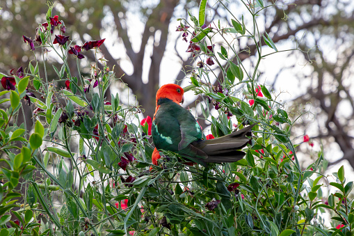 Photograph of a red Australian male King Parrot sitting in a green leafy tree in a domestic garden in the Blue Mountains in Australia