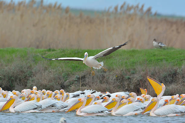 istock pelicans in natural habitat (pelecanus onocrotalus) 182285983