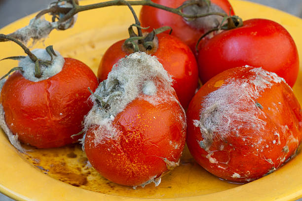 nada tomatos en vine - tomatoes on vine fotografías e imágenes de stock