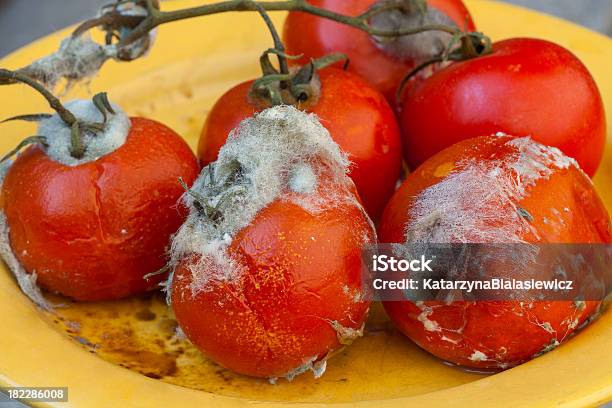 Zgniłe Tomatos Na Winorośli - zdjęcia stockowe i więcej obrazów Gnijący - Gnijący, Pomidor - Jarzyna, Biologia - Nauka