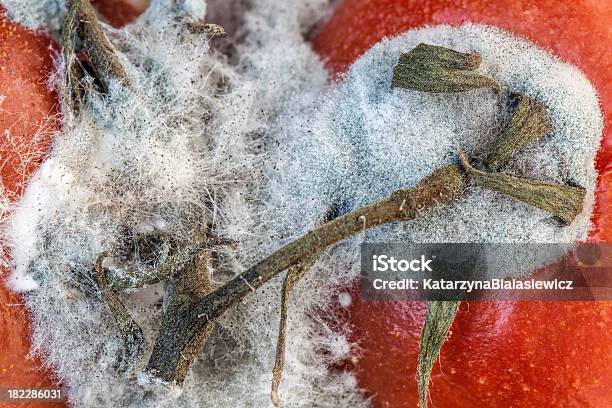 Photo libre de droit de Moisissure De Tomate banque d'images et plus d'images libres de droit de Aliment - Aliment, Déchets, Dégoût