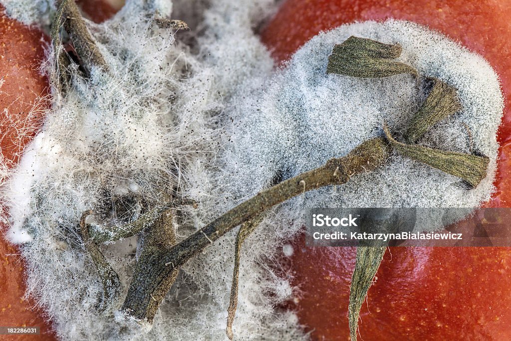 Stampi di pomodoro - Foto stock royalty-free di Cibo