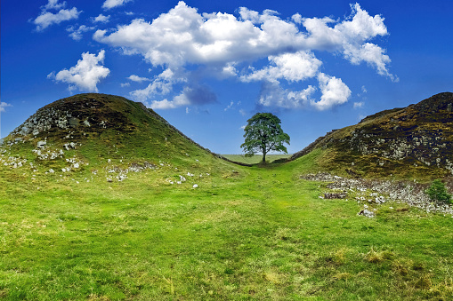 The Sycamore Gap Tree or Robin Hood Tree was a sycamore tree standing next to Hadrian's Wall near Crag Lough in Northumberland, England. It was located in a dramatic dip in the landscape and was a popular photographic subject, described as one of the most photographed trees in the country. It derived its alternative name from featuring in a prominent scene in the 1991 film Robin Hood: Prince of Thieves. The tree won the 2016 England Tree of the Year award. It was felled in the early morning of 28 September 2023.