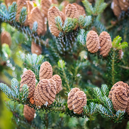 A branch of Korean fir with cones in autumn garden. Natural background