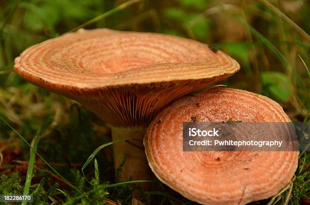 Grzyb Trujący Spirala - zdjęcia stockowe i więcej obrazów Bez ludzi - Bez ludzi, Biały, Biologia - Nauka