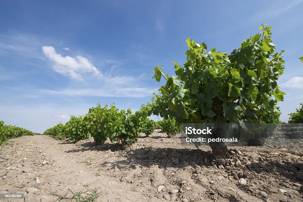 vineyard - Lizenzfrei Blau Stock-Foto