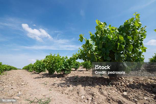 Vineyard Stockfoto und mehr Bilder von Blau - Blau, Europa - Kontinent, Fotografie