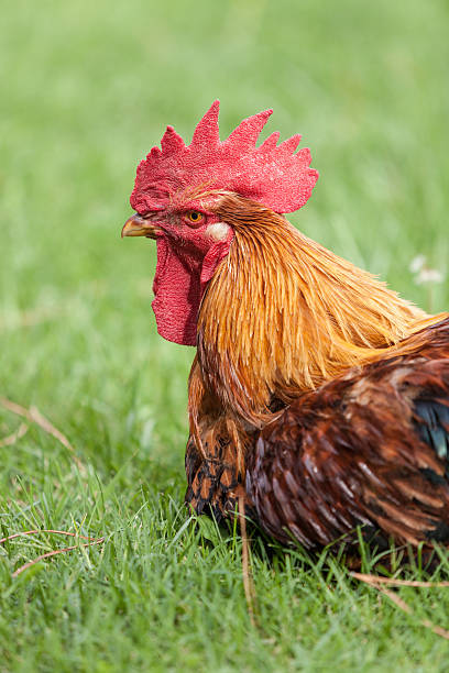 istock Cock in the Garden 182286364