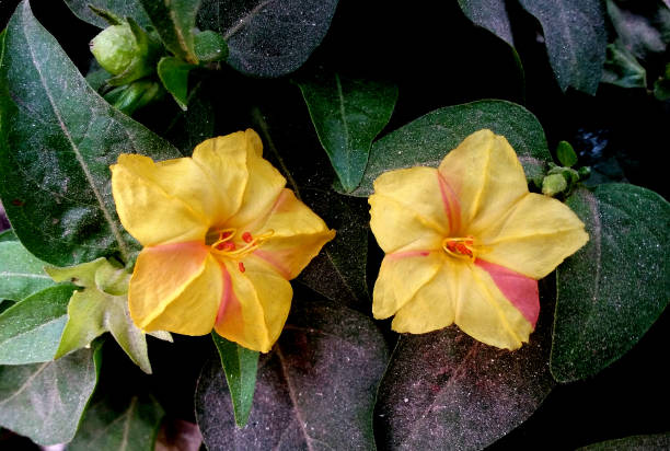 Mirabilis jalapa Marvel of Peru flowers on the tree