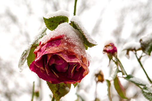 a colorful flower, rose, covered with snow