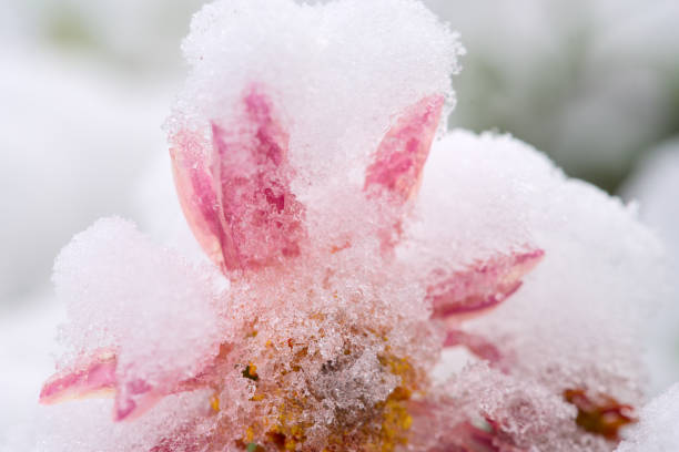a colorful flower, rose, covered with snow