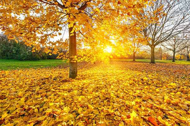 istock Sunny autumn foliage 182287888
