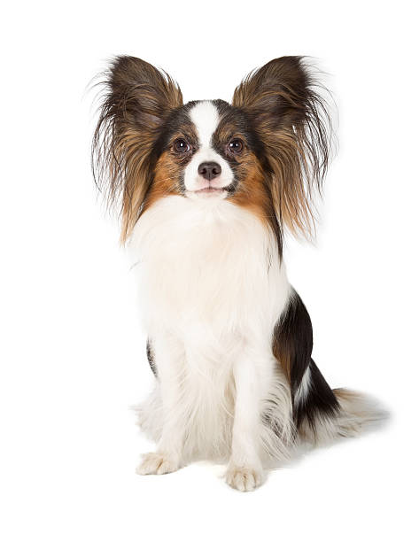 istock Cute papillon dog in a sitting stance, isolated in white 182288815