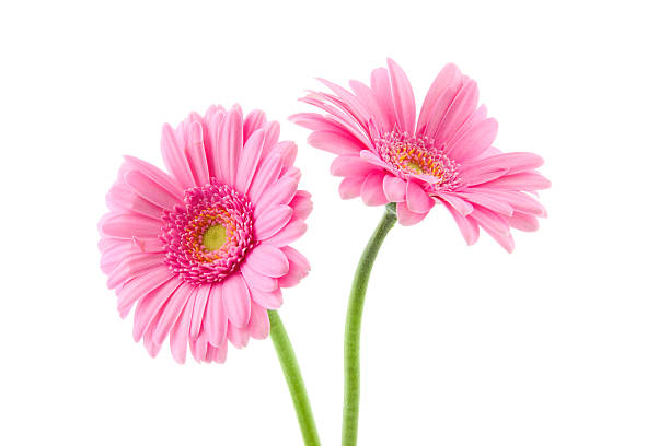 two gerbera's two pink gerbera's isolated on white 1814 stock pictures, royalty-free photos & images