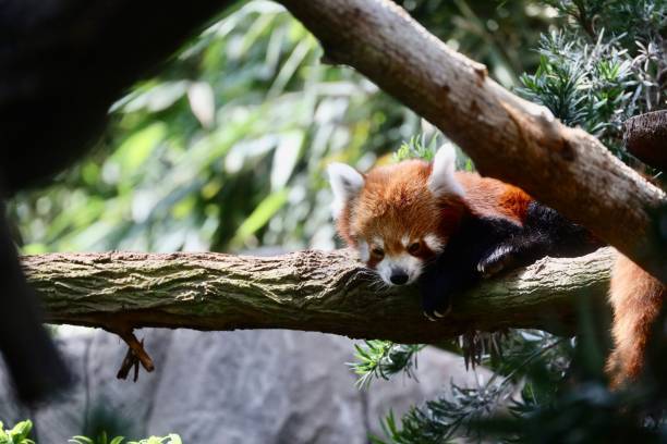 istock Red Panda perched on the branches of a tree 1822894027