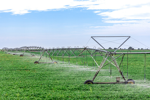 Green wheat field in spring