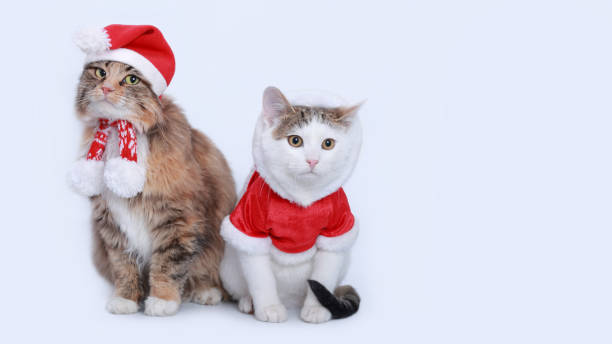 istock Two Beautiful Christmas cats on a white background. 1822919242