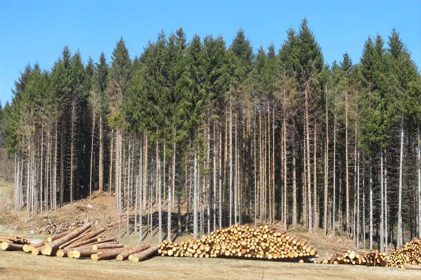 istock logs cut in the coniferous forest for the lumber 1822921372
