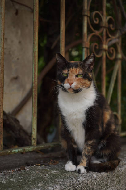 A calico cat sitting on a wall in an Italian town.