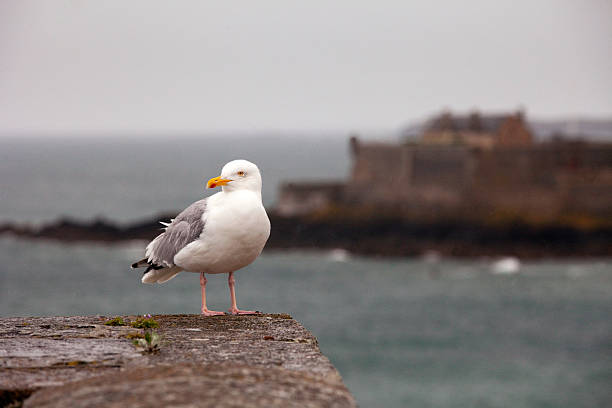 istock Seagull in Saint Malo. 182292816