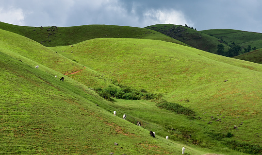 Hills covered in grass with Cattles grazing.