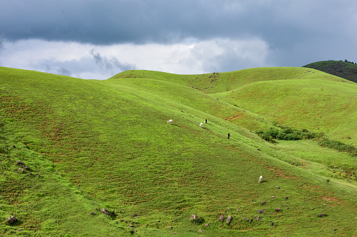 Cattles grazing in grass in a hilly area of Meghalaya.
