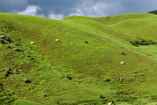 Cattles grazing in a green landscape on a hill.