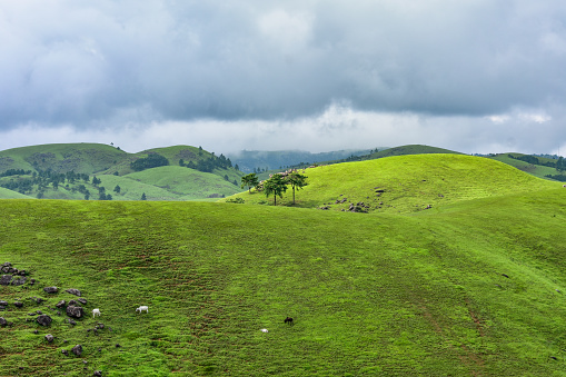 Cattles grazing, hilly areas covered in grass and trees .