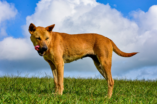 An Indian dog of red color in a grass field.