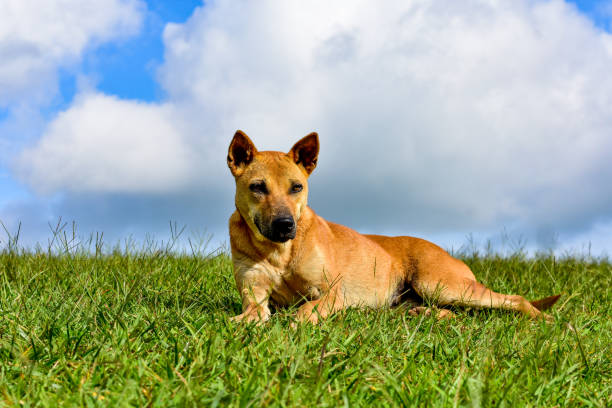 istock An Indian dog sitting. 1822933081