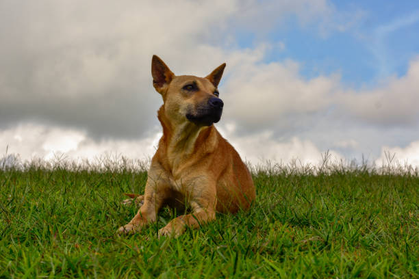 istock An Indian dog looking up . 1822933626