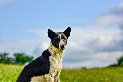 A black and white Indian dog looking at the camera.