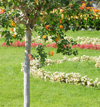 flowering tree and flower beds of a very well-kept garden in summer with green grass without people
