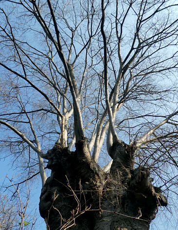 large tree with a very robust trunk and small branches and twigs on it