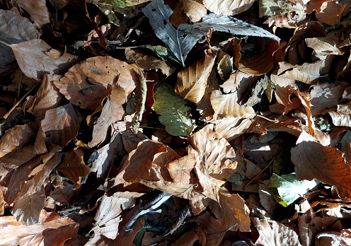 This is a quiz CAN YOU find the butterfly camouflaged among the dry leaves in autumn