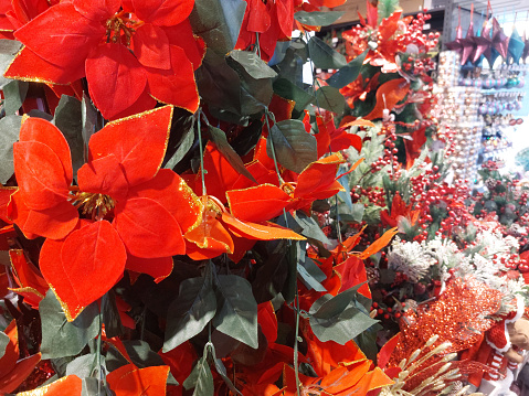 Red poinsettia flower typical of the Christmas period on sale in a decoration shop for December 25th