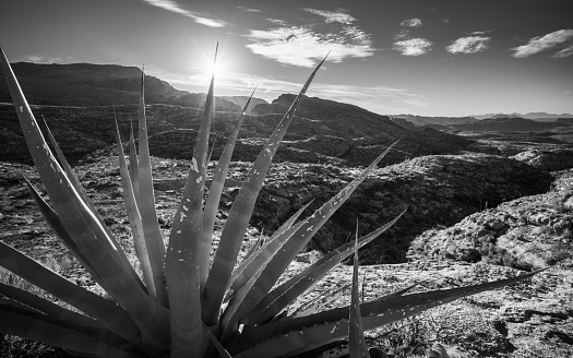 Sunset through agave in Superstition Wilderness