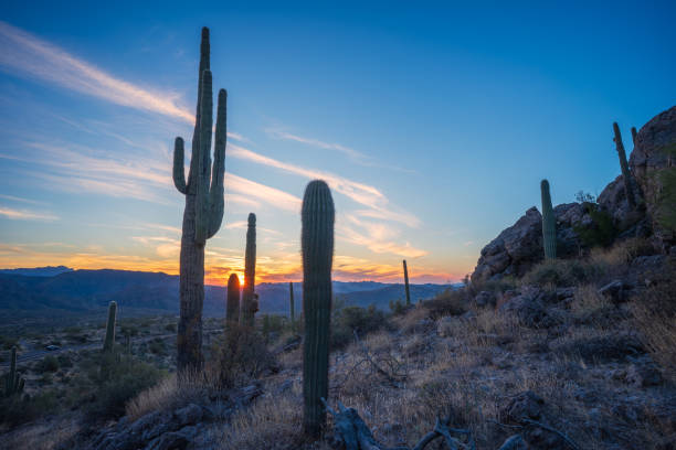 istock Sunset through saguaros in Superstition Wilderness 1822964315