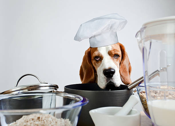 Beagle Cook 70+ Beagles For Sale Stock Photos, Pictures & Royalty-Free Images - iStock