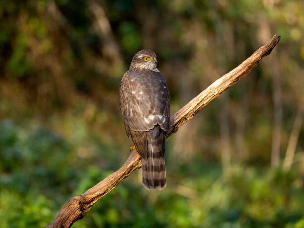 istock Sparrowhawk, Accipiter nisus 1822966985