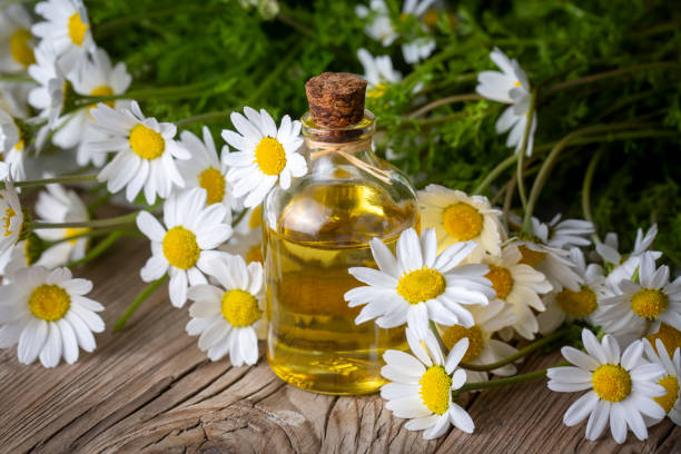 istock White daisy oil on the wooden background 1822972938