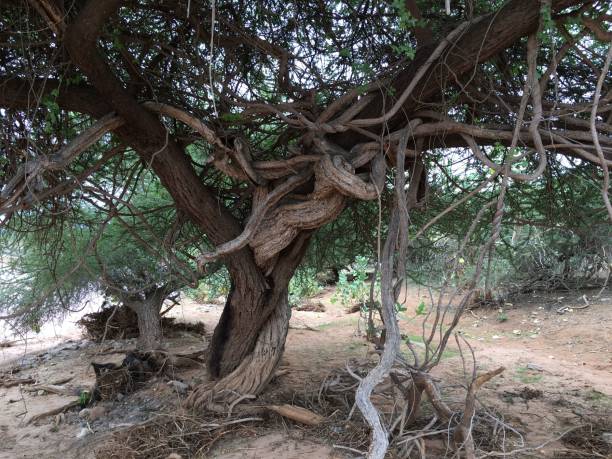istock there is a tree that has been knotted up and tangled 1822981247