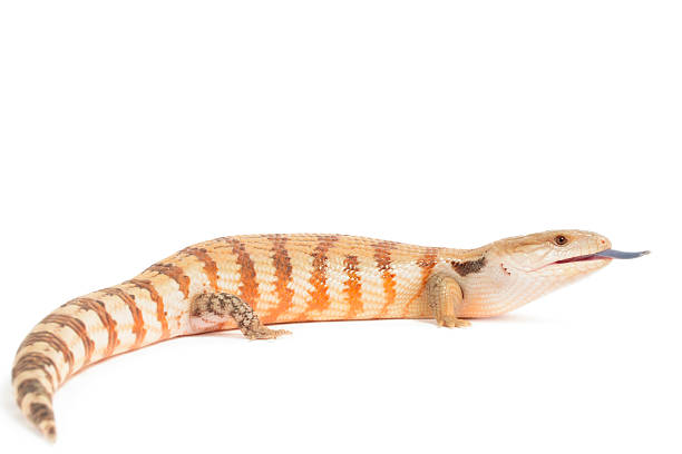 istock Blue Tongued Skink 182298136