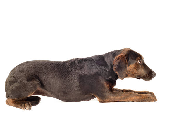 istock Labrador Hound mix Puppy 182298207