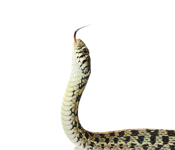Garter Snake Garter Snake on white background. snake with its tongue out stock pictures, royalty-free photos & images