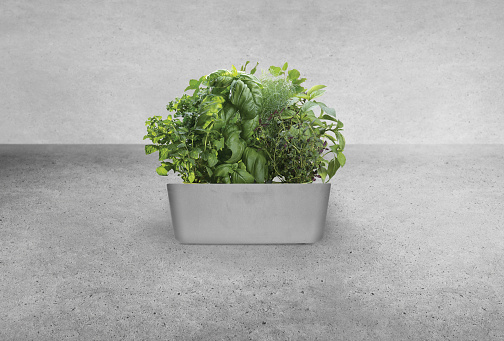 Assorted kitchen herbs in a planter on a countertop