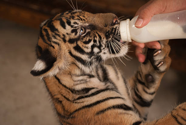 тигр детское молоко - tiger animal endangered species human face стоковые фото и изображения