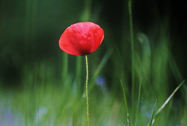 istock Solitary poppy 182299070