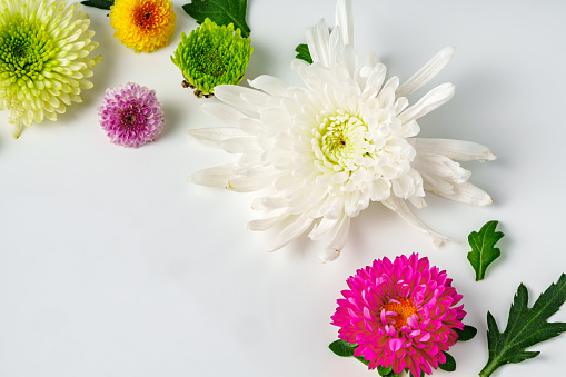 Small spring flowers arranged on white background copy space