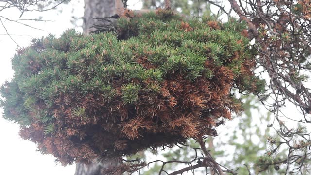 Huge witch-brooms disease on a pine tree